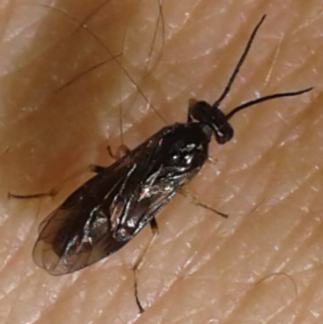 Tenthredinidae 3 da ID